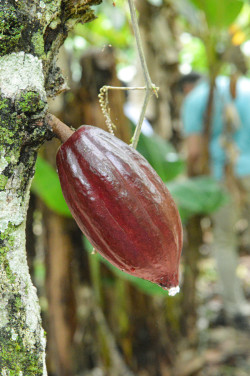 fotografo-profesional